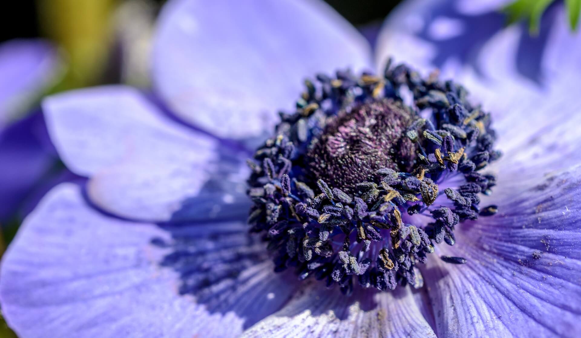 Blumen Anemone in München Obergiesing